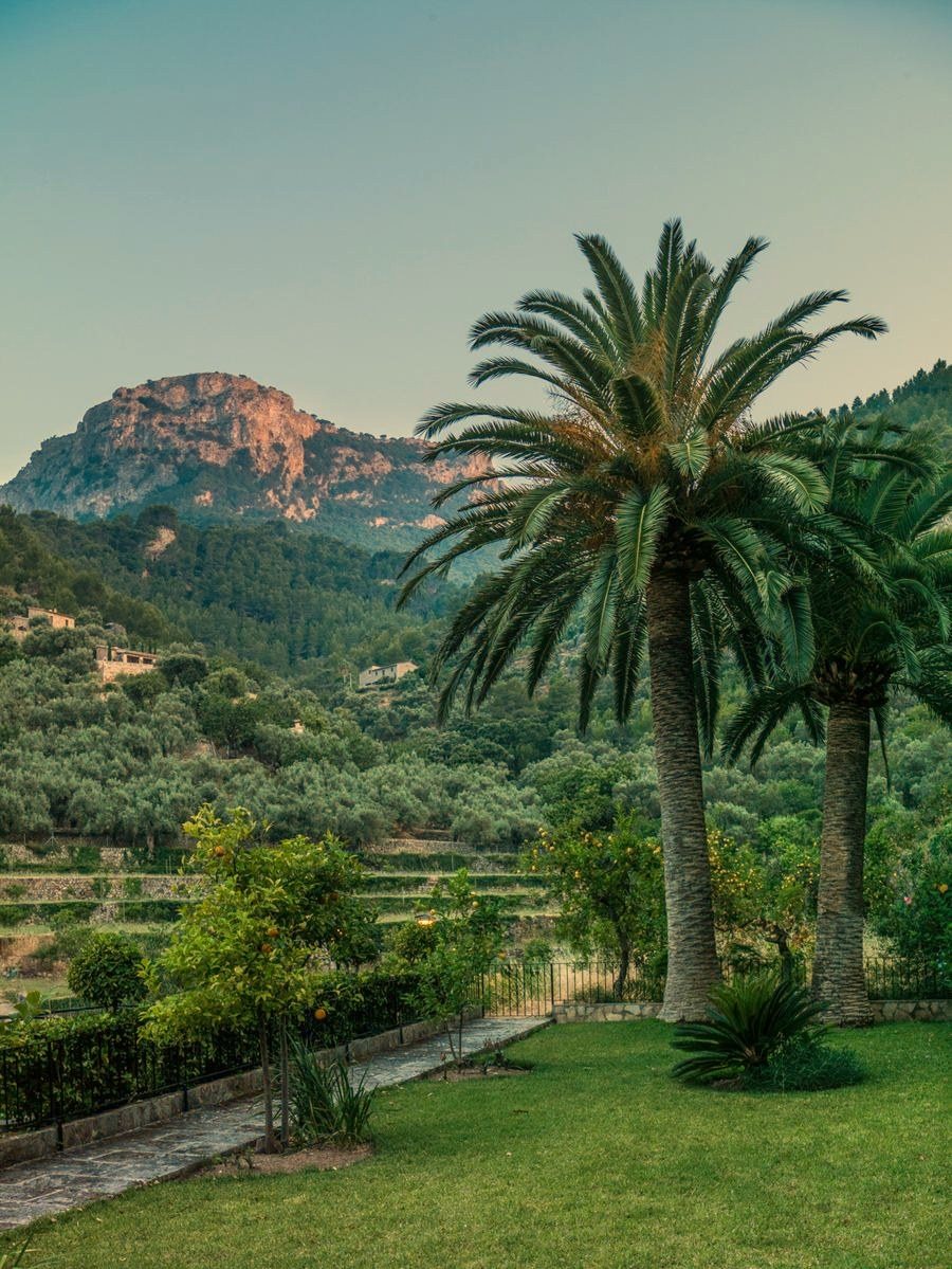Palmeras y olivos con la montaña al fondo, desde el Jardín del Azahar